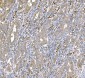 Anti-SND1 Antibody Picoband™ (monoclonal, 6G3B4)